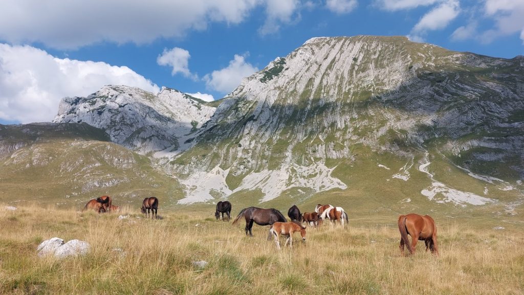 Juodkalnija, Durmitor laukiniai arkliai